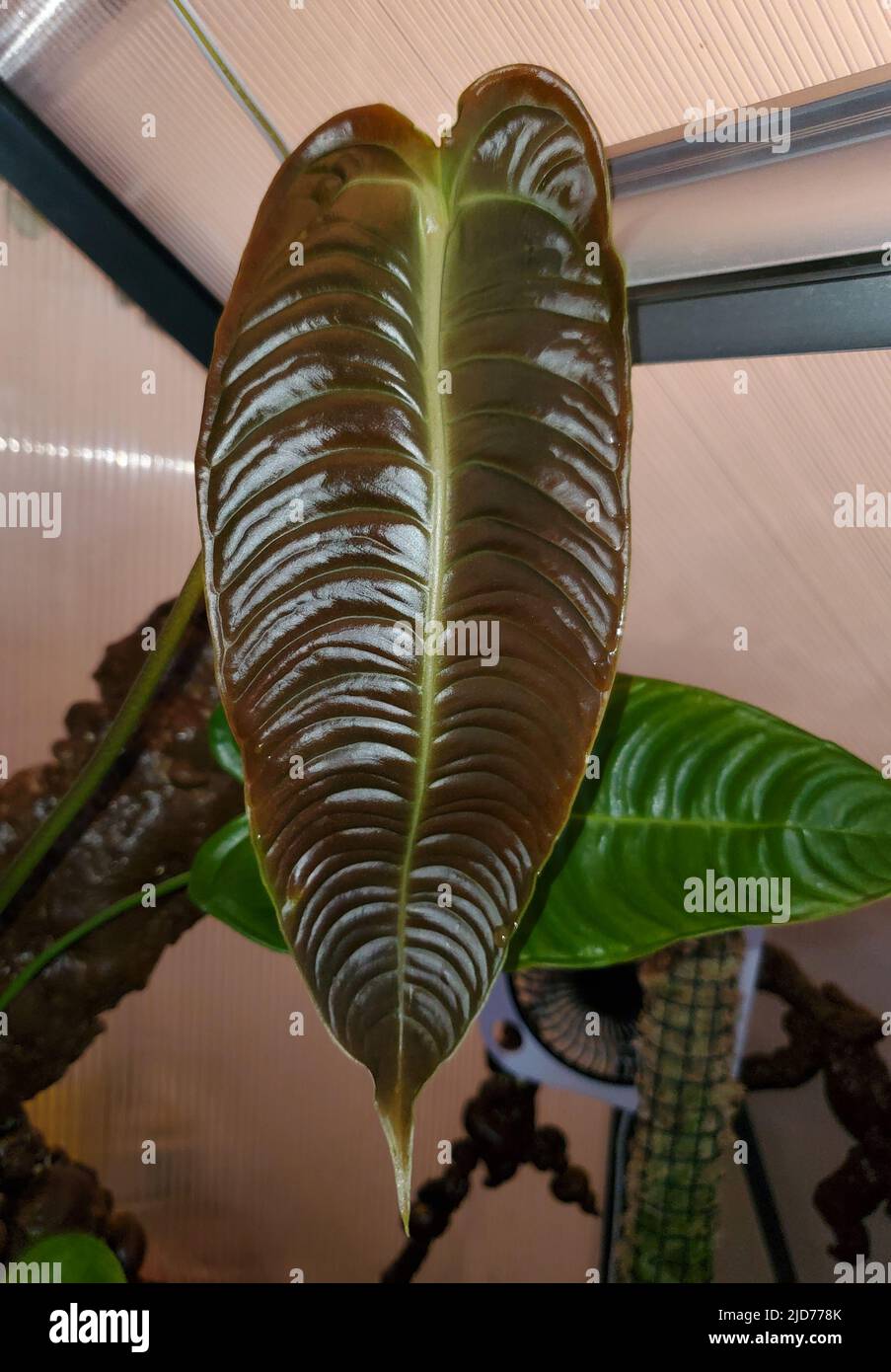 Beautiful ribbed and new red leaf of Anthurium Veitchii narrow version,  also known as King Anthuriums Stock Photo - Alamy