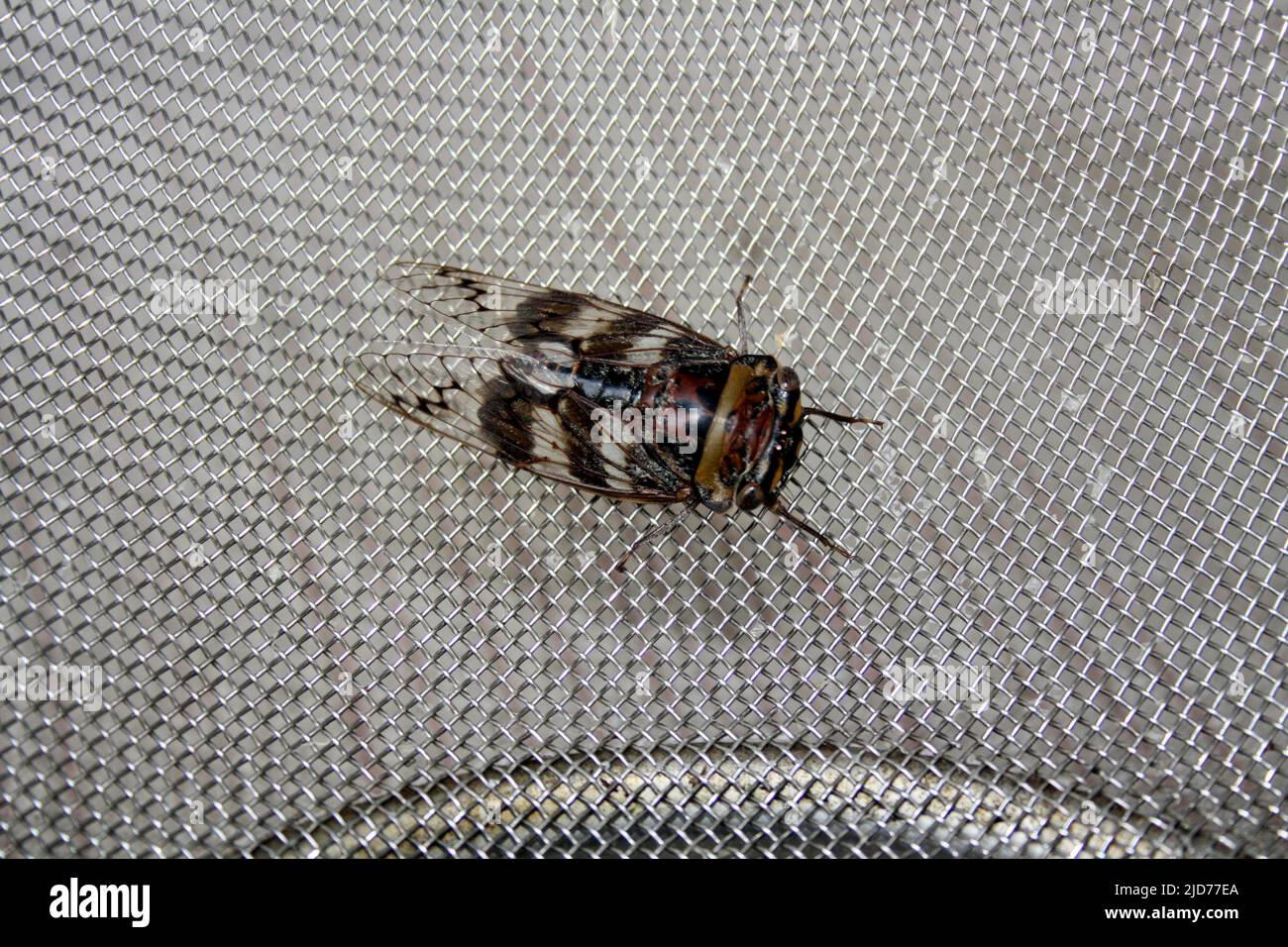 Cicada (Platypleura octoguttata) sitting on a wire mesh : (pix SShukla) Stock Photo
