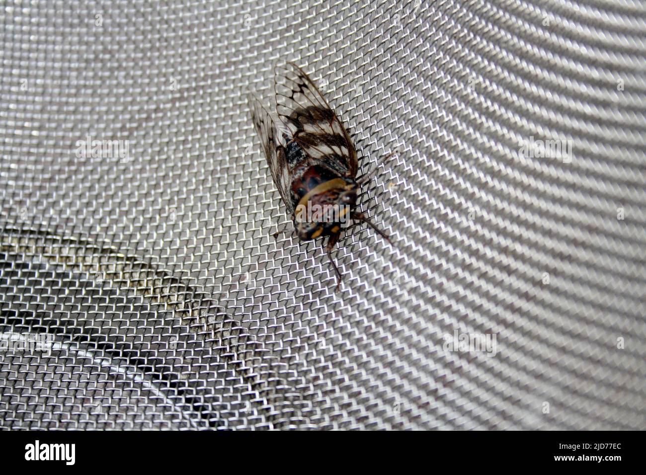 Cicada (Platypleura octoguttata) sitting on a wire mesh : (pix SShukla) Stock Photo