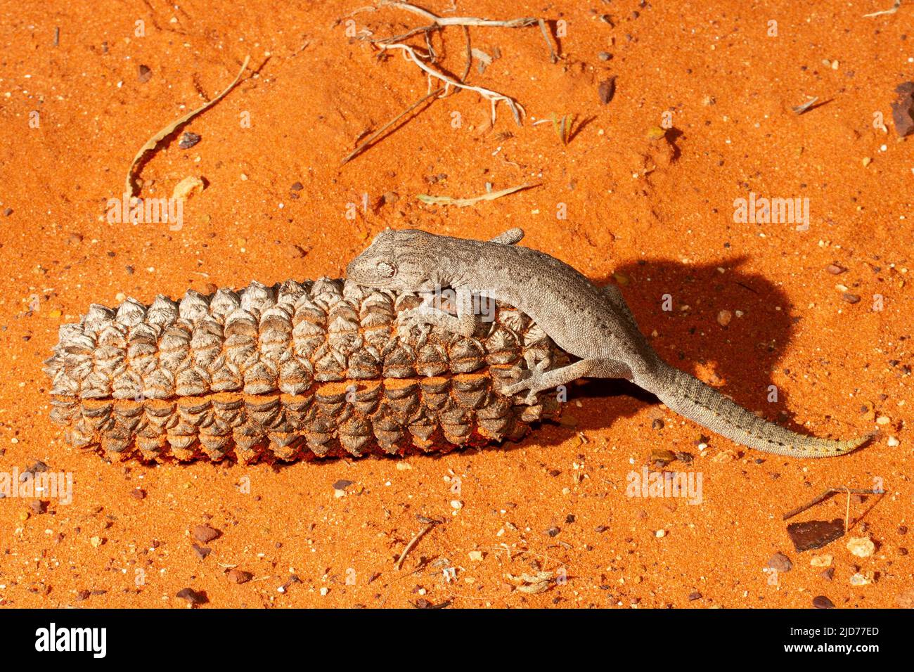 Australian Southern Spiny-tailed Gecko resting on Desert Oak seed pod Stock Photo
