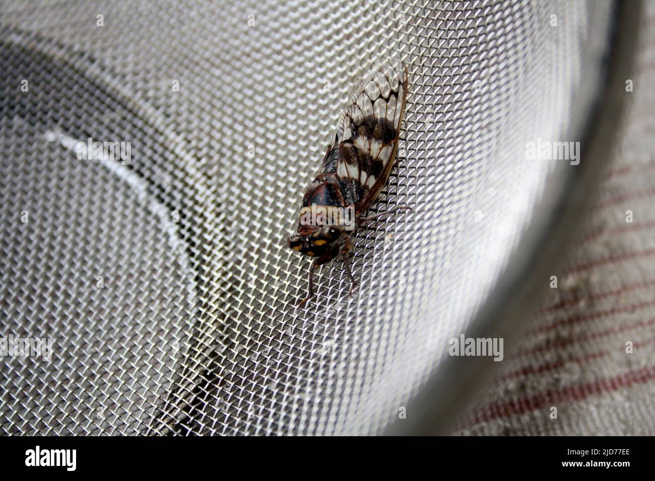 Cicada (Platypleura octoguttata) sitting on a wire mesh : (pix SShukla) Stock Photo