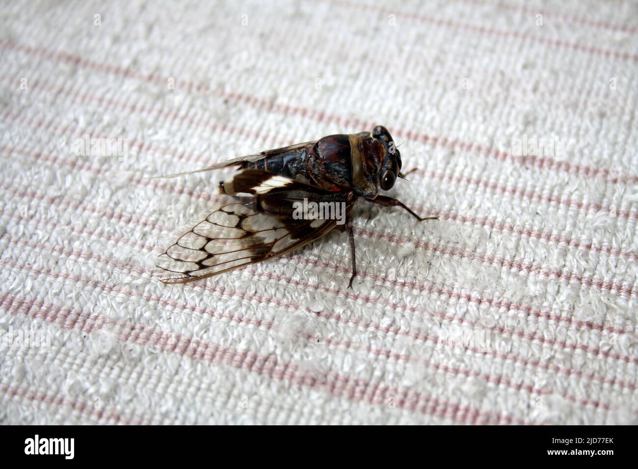Cicada (Platypleura octoguttata) sitting on a wire mesh : (pix SShukla) Stock Photo