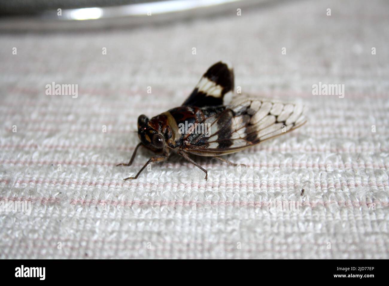 Cicada (Platypleura octoguttata) sitting on a wire mesh : (pix SShukla) Stock Photo