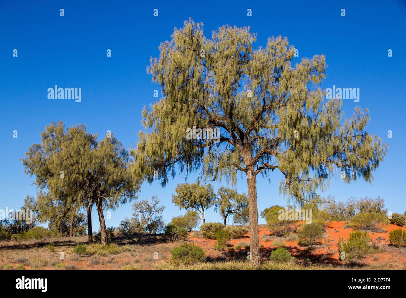 Australian Desert Oak trees Central Australia Stock Photo