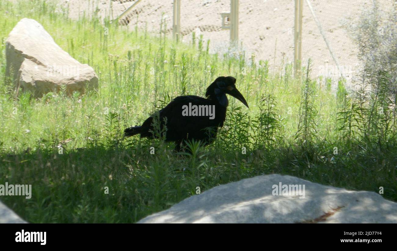 Palm Desert, California, USA 11th June 2022 A general view of atmosphere of Abyssinian Ground Hornbill at The Living Desert Zoo and Gardens on June 11, 2022 in Palm Desert, California, USA. Photo by Barry King/Alamy Stock Photo Stock Photo