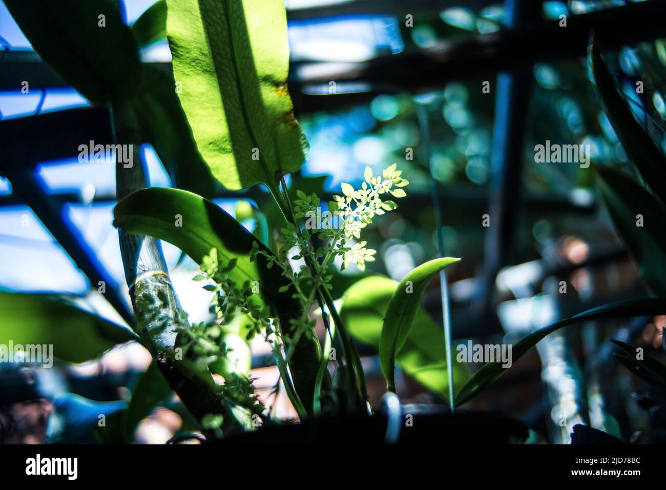 Colorful flowers bloom when it is bright in my garden Stock Photo Alamy