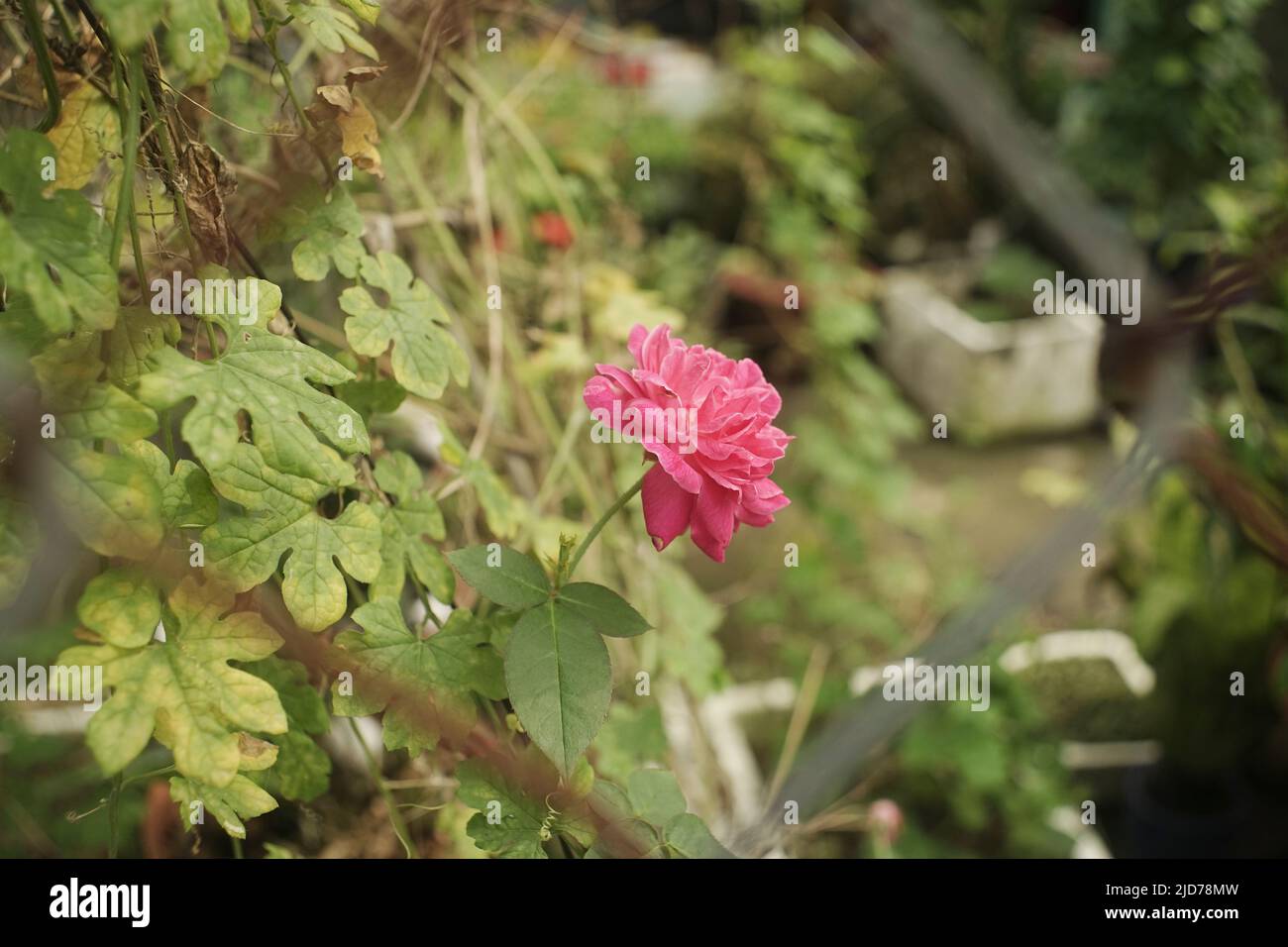 Beautiful roses shimmering in the morning sun,The rose blooms in the