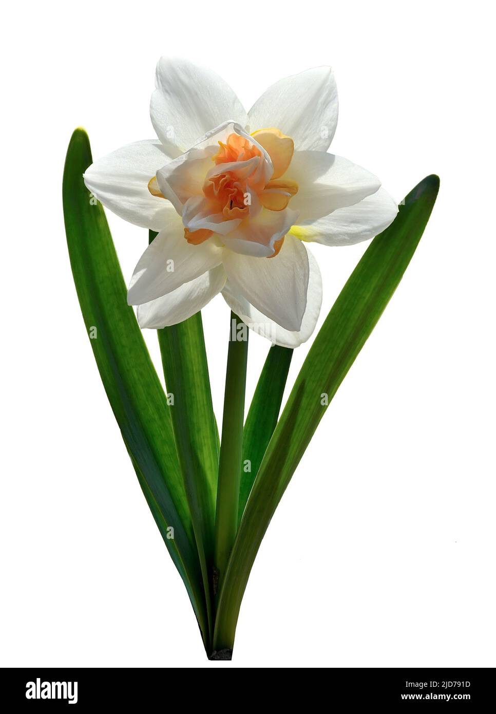 Single elegant white with orange terry narcissus flower close-up isolated on white. Beautiful spring flower narcissus with green leaves. Hybrid of jon Stock Photo