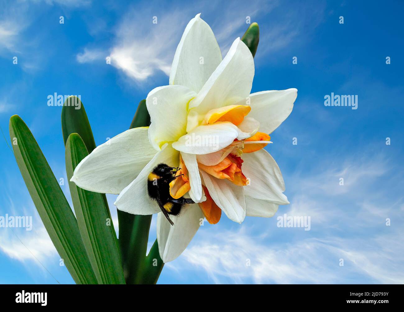 Bumblebee on double yellow white daffodil flower close up, on blue sky background - spring garden. Terry delicate narcissus flower hybrid with bumbleb Stock Photo