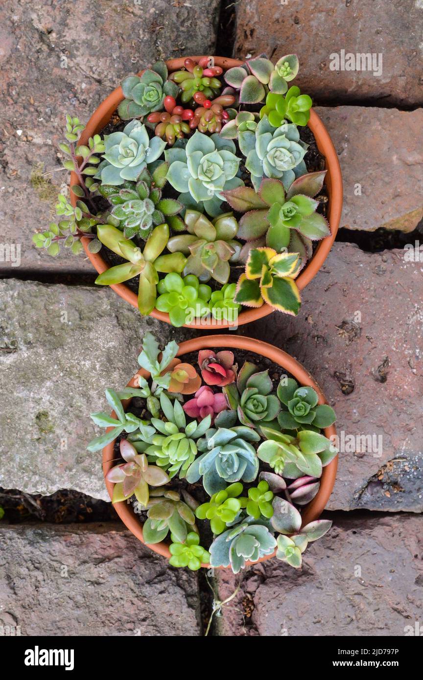 mini gardens of variety of succulents in a pot Stock Photo