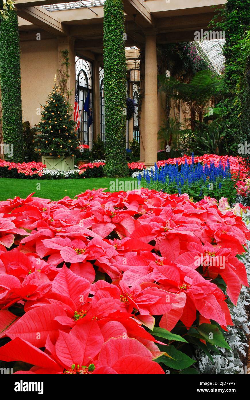 Christmas Poinsettia Display, Longwood Gardens, Near Philadelphia, PA Stock Photo