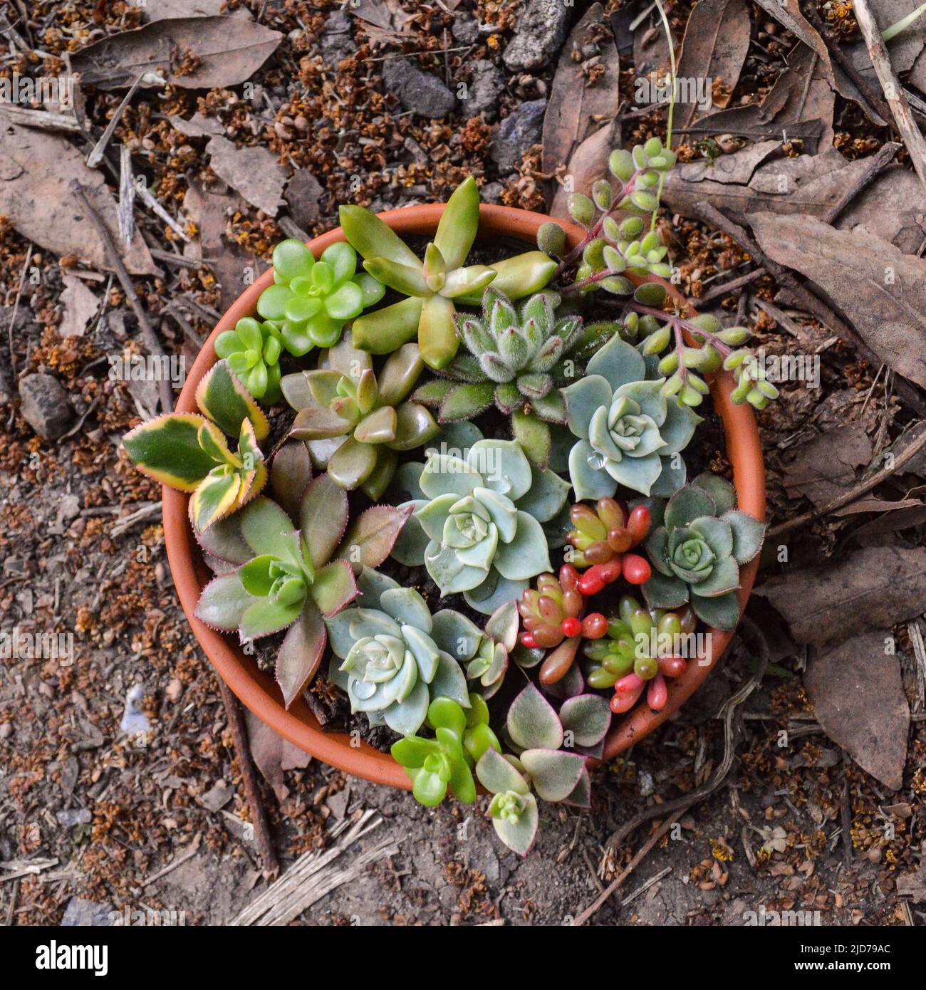 mini garden of variety of succulents in a pot Stock Photo