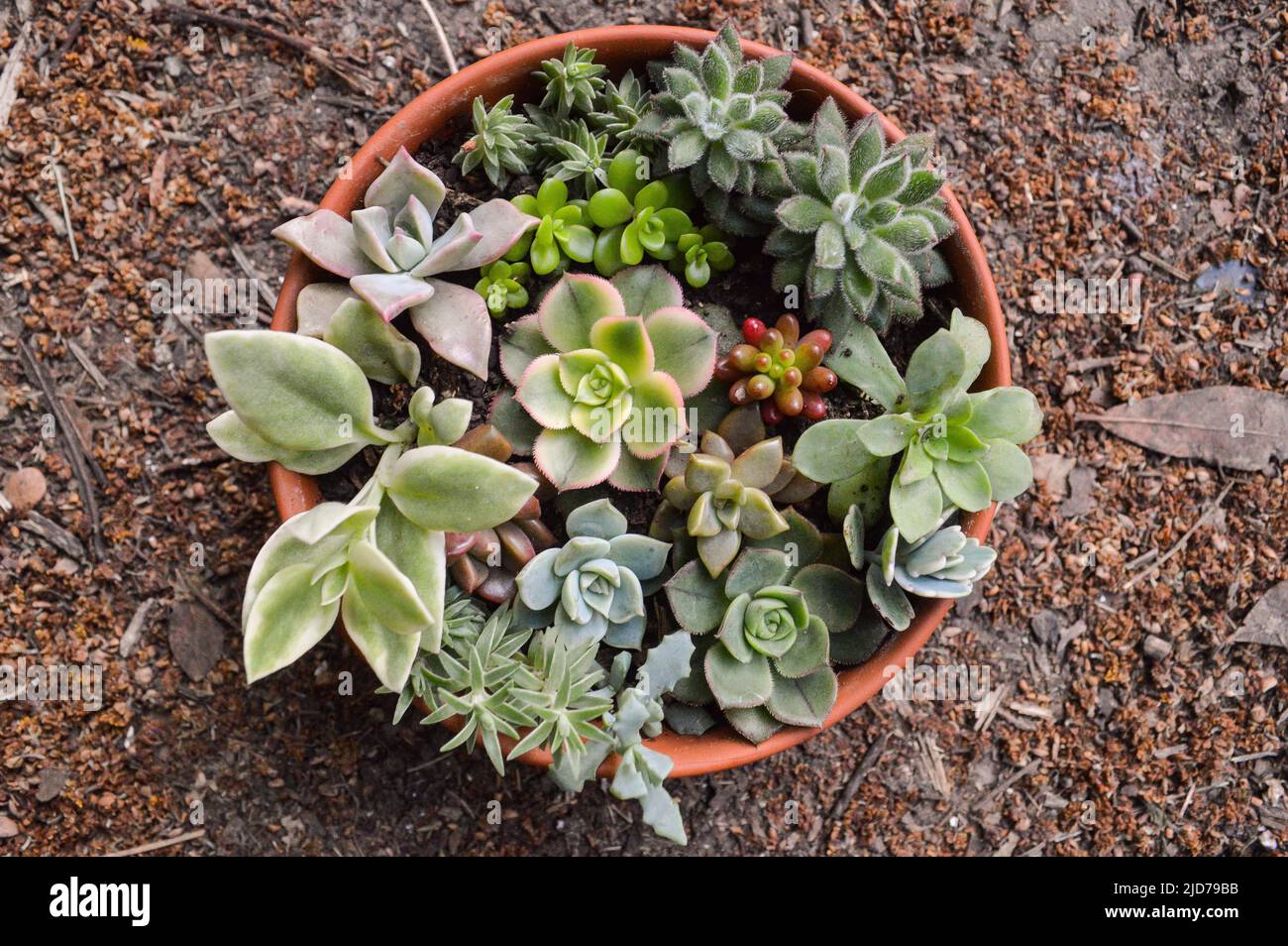mini garden of variety of succulents in a pot Stock Photo