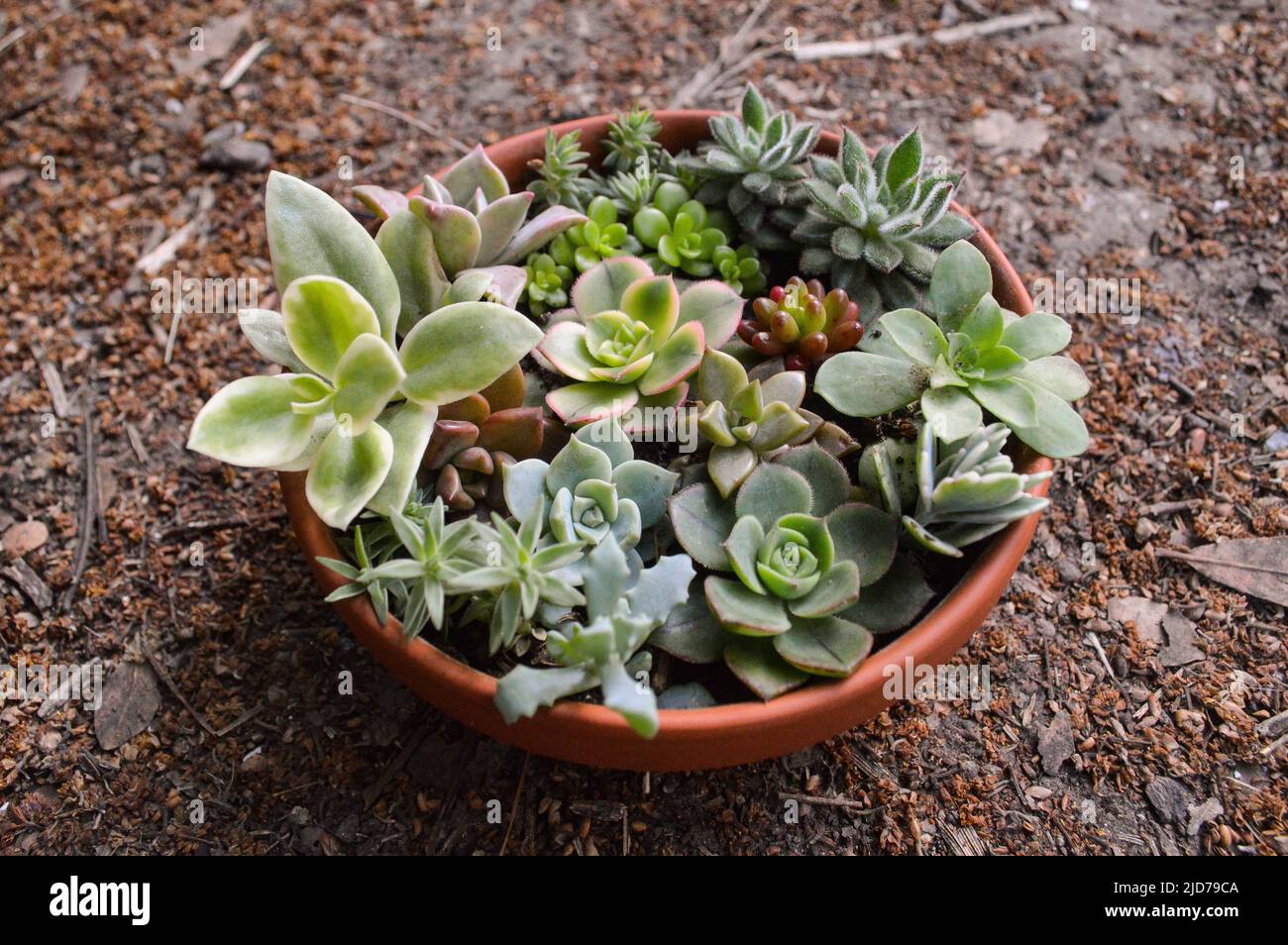 mini garden of variety of succulents in a pot Stock Photo