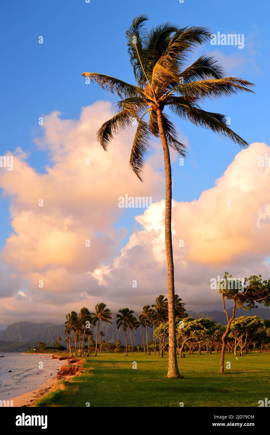 A Palm Tree Sways in the Breeze at Kualoa Beach Stock Photo