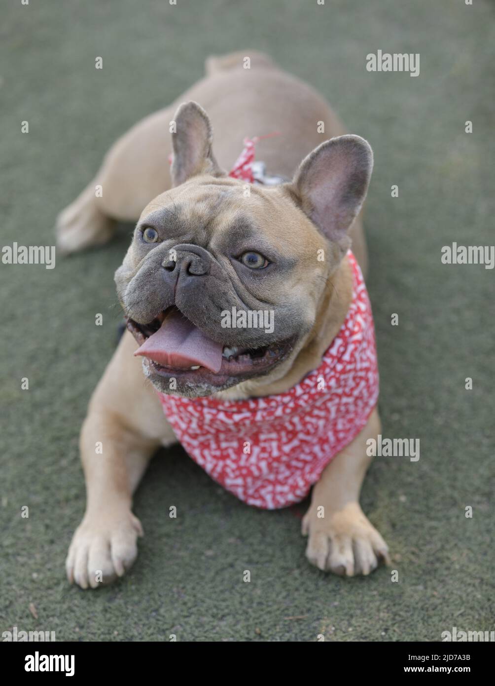 12-Month-Old Blue Sable Male Frenchie Resting with Tongue Out. Off-leash dog park in Northern California. Stock Photo