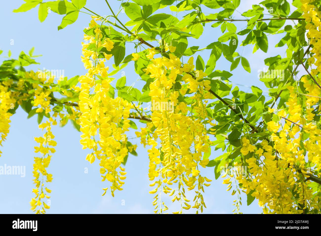 Yellow wisteria flowers against a light blue sky, horizontal format