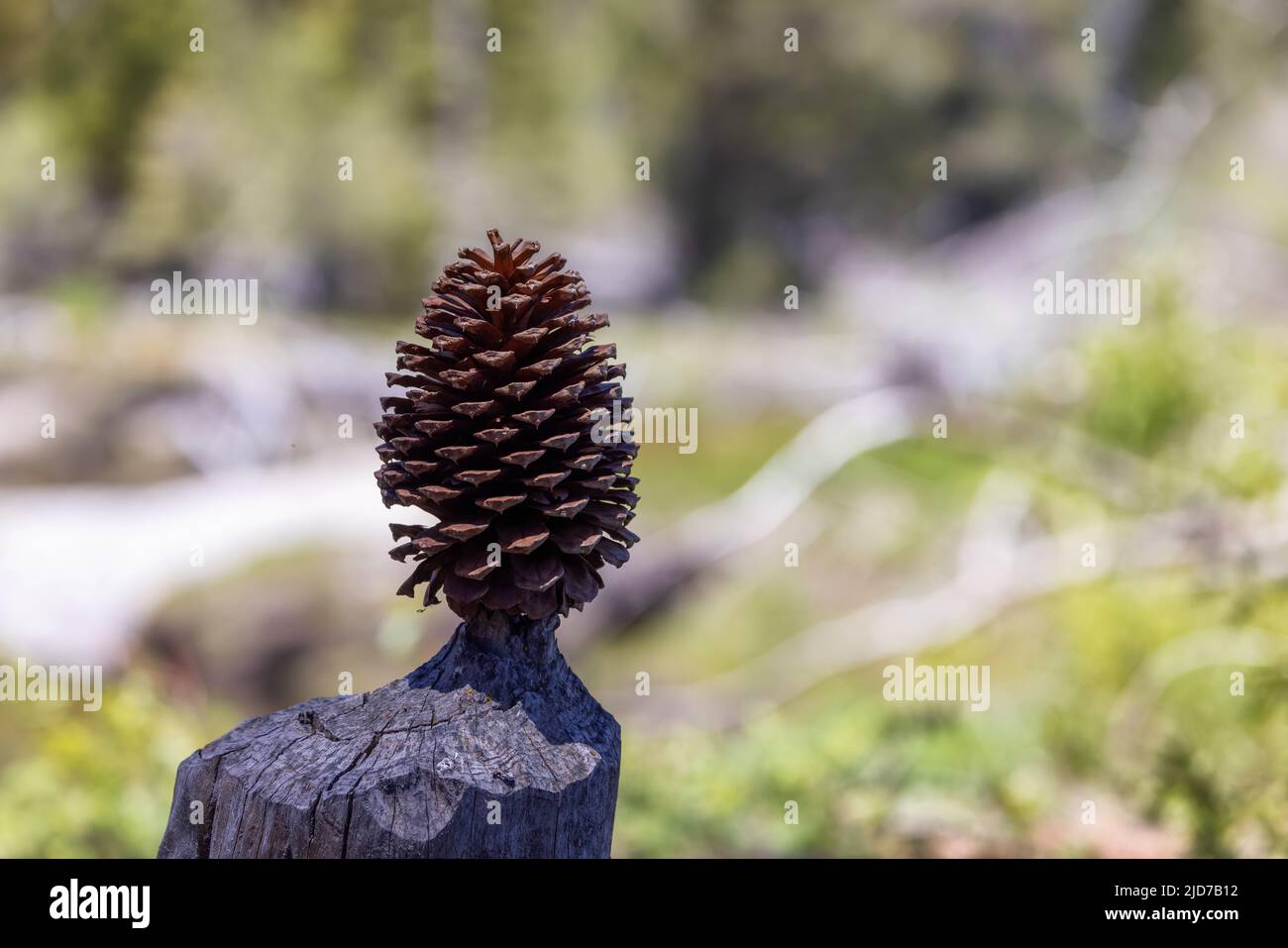 Big pine cone hi-res stock photography and images - Alamy