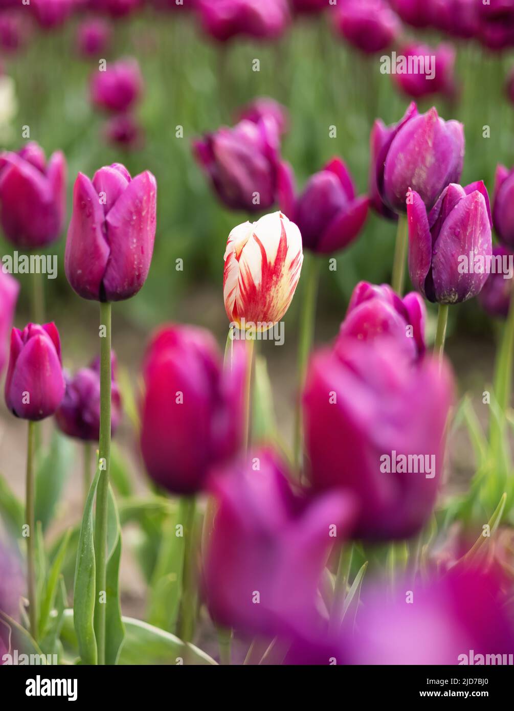 Tulip Flower Field. Close Up Nature Background Stock Photo - Alamy
