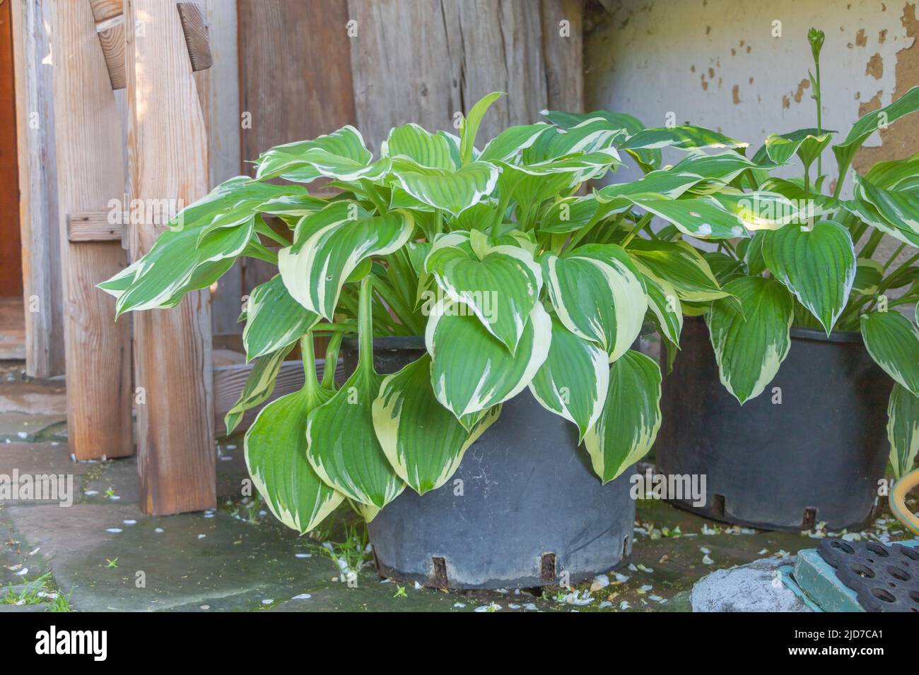 Close up shot of Hosta plantaginea plant or August lily - Ornamental plant for garden Stock Photo