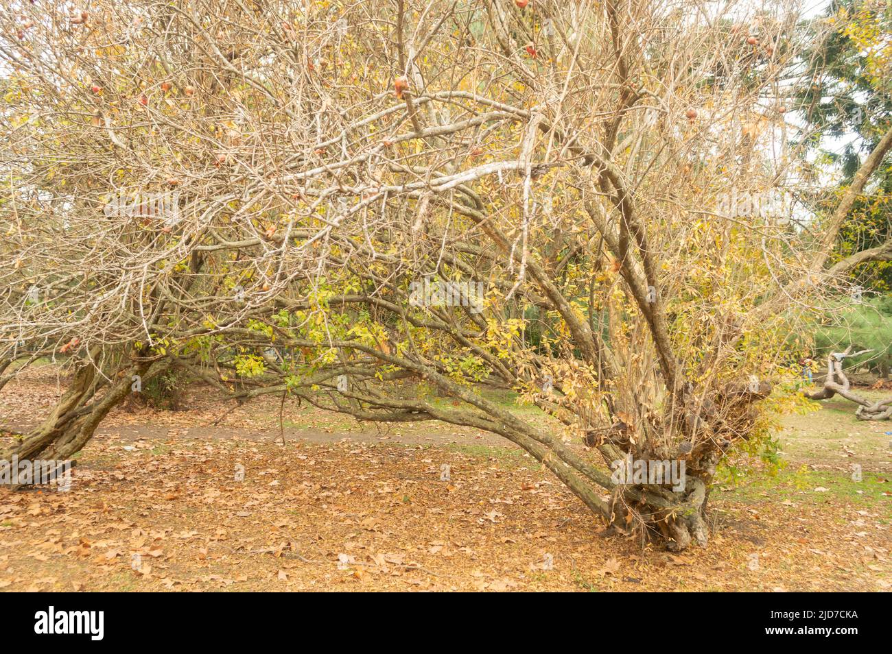 park tree in autumn Stock Photo
