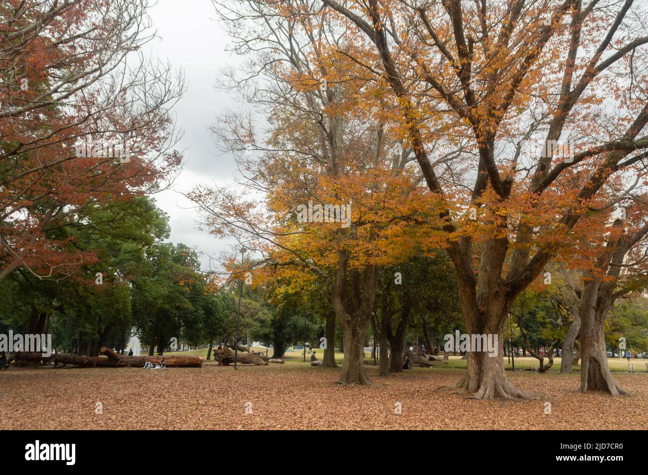 park trees in autumn Stock Photo