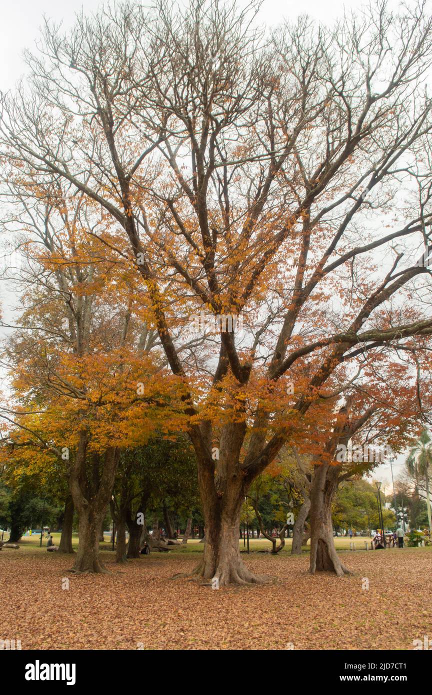 park trees in autumn Stock Photo