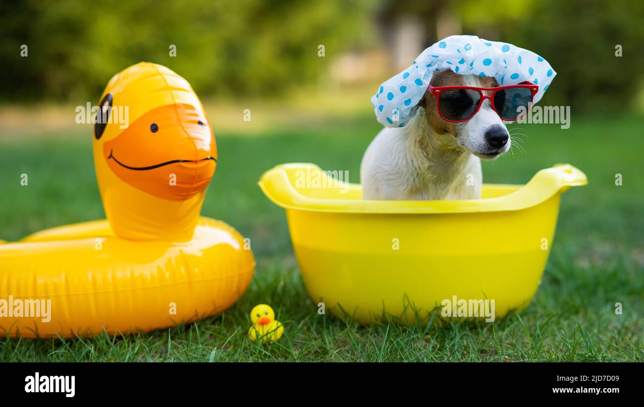 Duck rubber ring hi res stock photography and images Page 3 Alamy