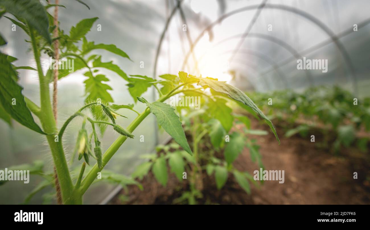 Growing tomatoes at home in the open field in a greenhouse Stock Photo