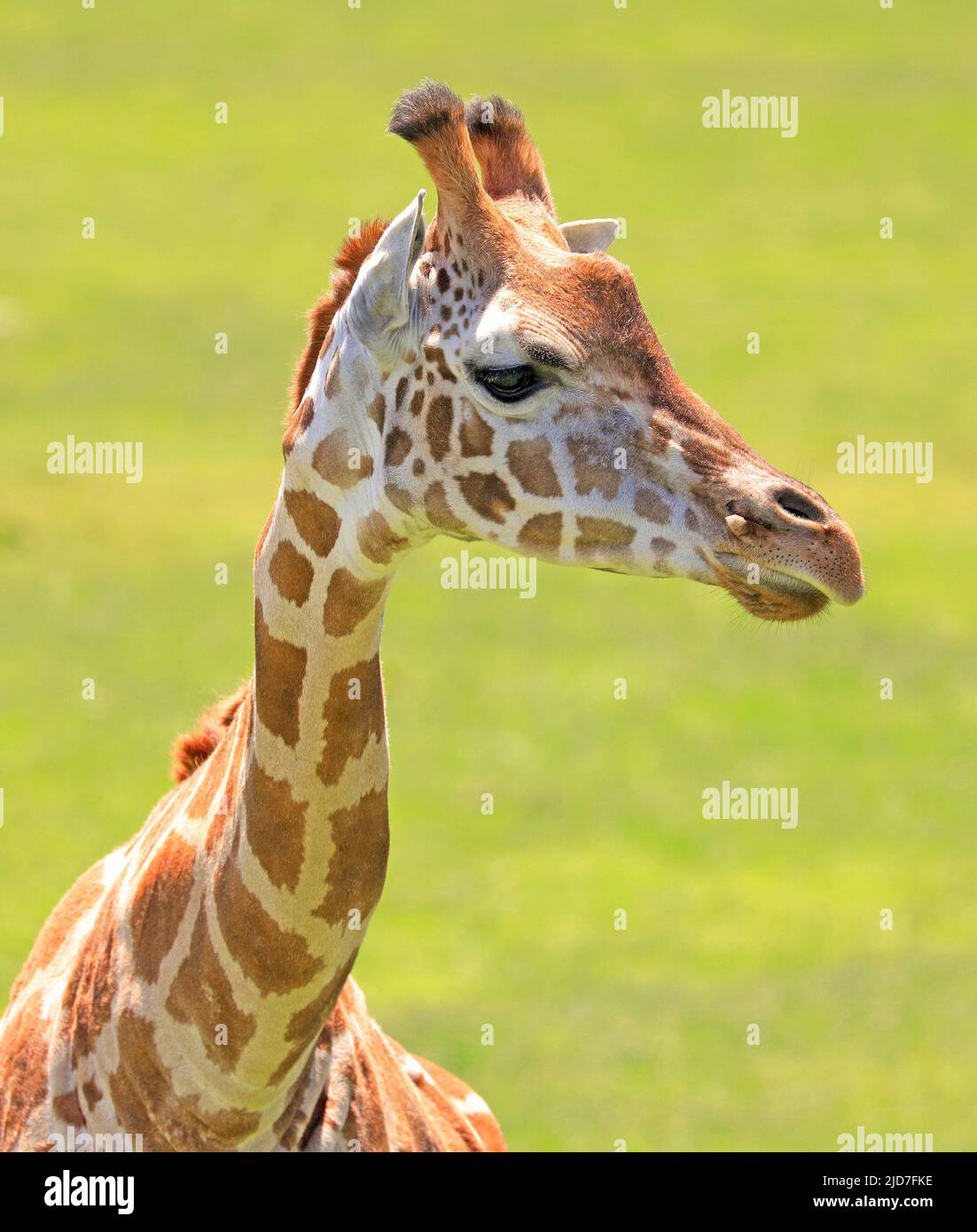 Giraffe head and neck closeup portrait Stock Photo