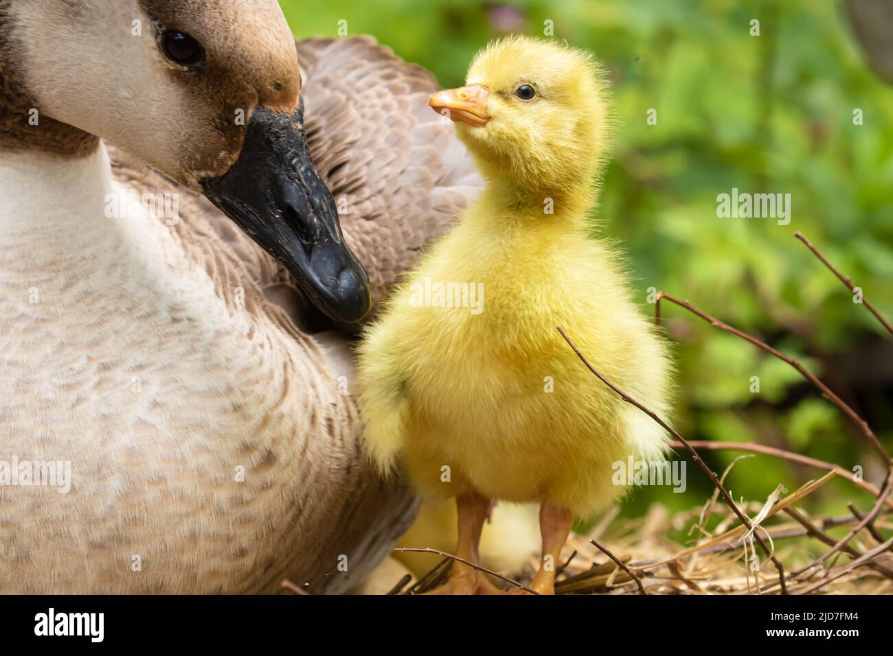 Gosling is a specialized term for a young baby goose, typically still covered with soft, fluffy down feathers and unable to fly. Stock Photo