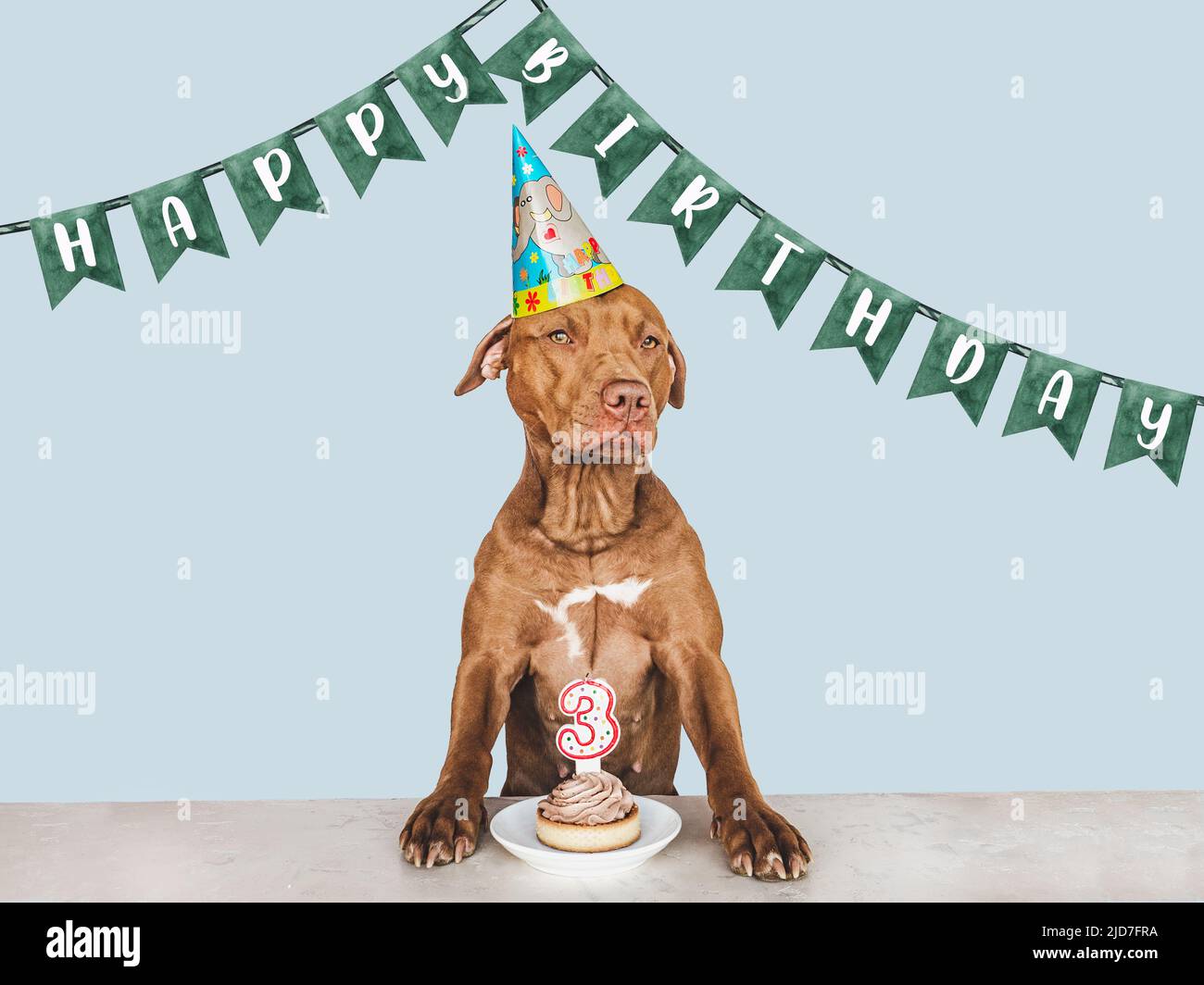 Happy Birthday Pitbull Dog
