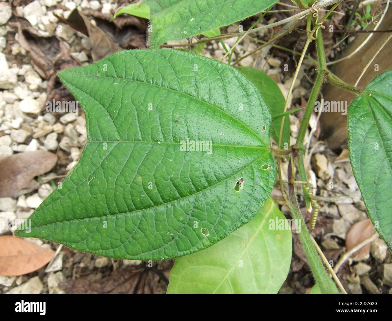 close up of an un-named Passiflora species leaf Stock Photo