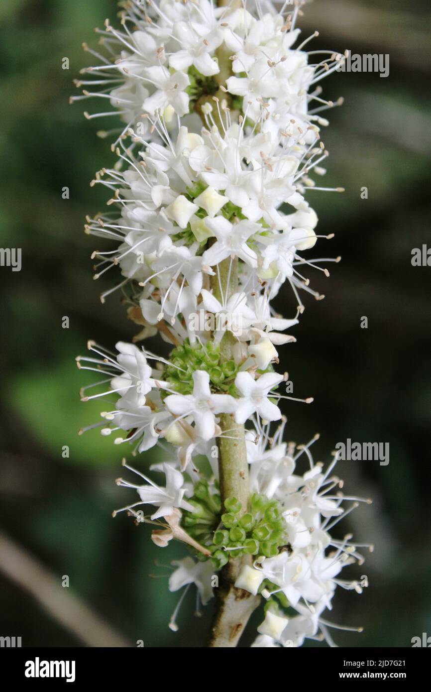 close up of multiple white flowers of Aegiphila monstrosa with a natural tropical green jungle in the background Stock Photo