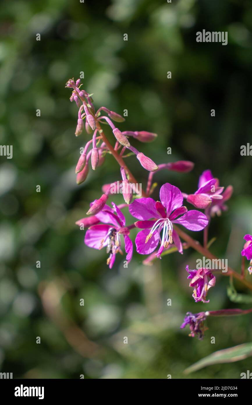 close up of rosebay willowherb or fireweed (Chamerion angustifolium) flowers isolated on a natural green background Stock Photo