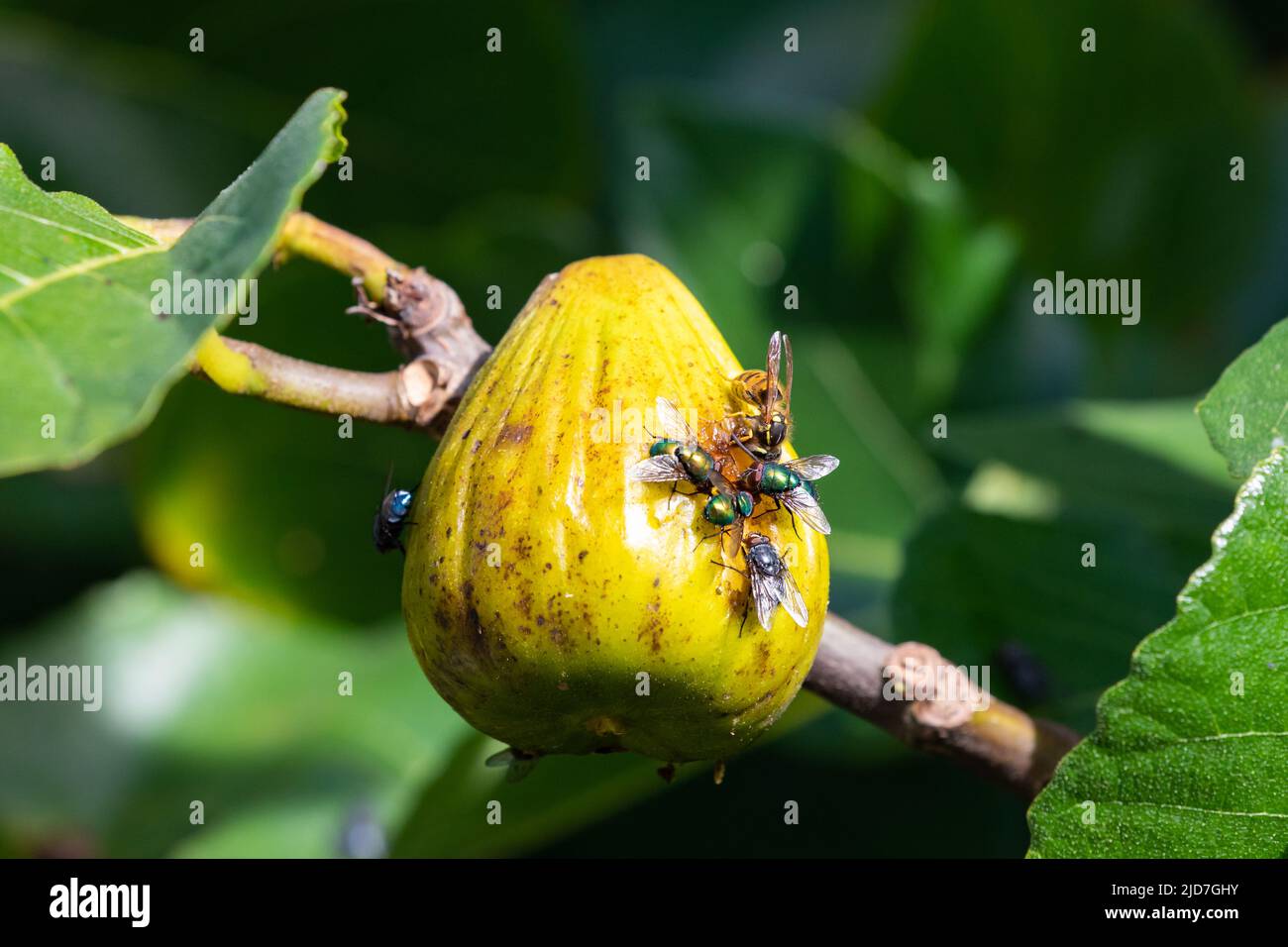 Blue bottle fly [ Calliphora vomitoria ],common green bottle fly[ Lucilia sericata ] and common wasp [ Vespula vulgaris ] feeding on ripe fig [ Ficus Stock Photo