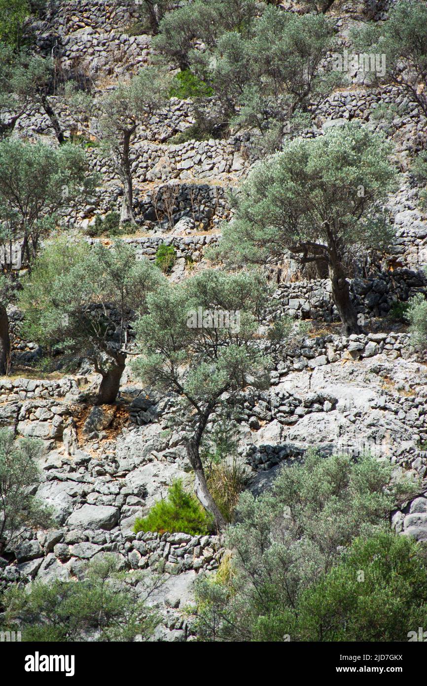Olive trees among the rocks, method of terracing with dry stone walls ...