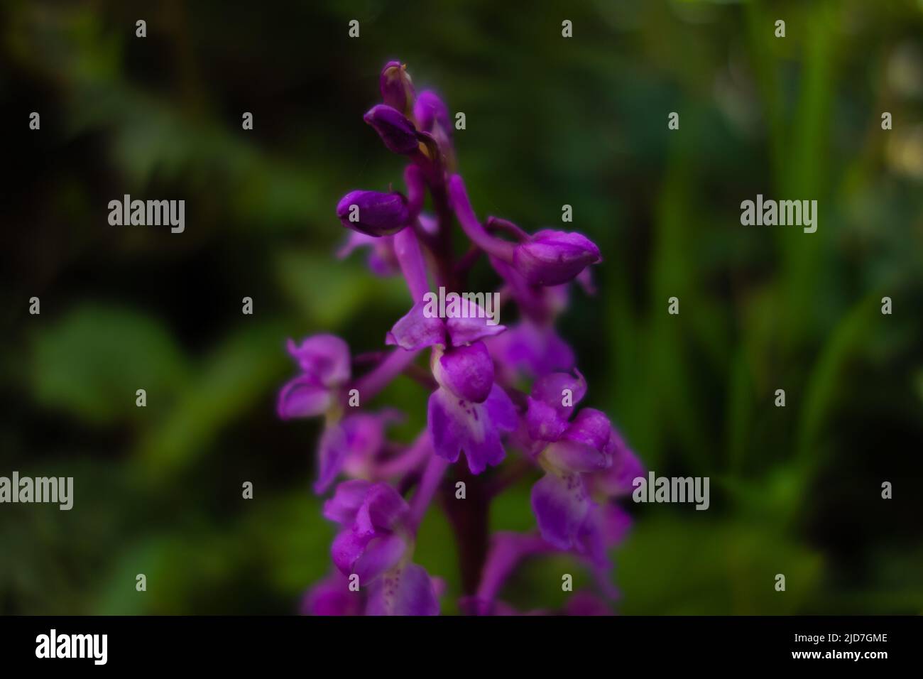Early Purple Orchid (Orchis mascula) isolated on a natural green background Stock Photo