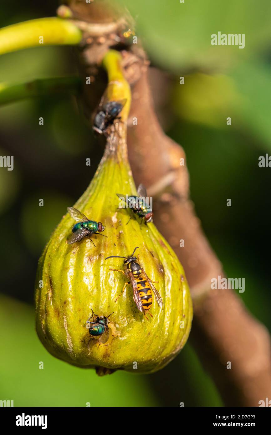 Blue bottle fly [ Calliphora vomitoria ],common green bottle fly[ Lucilia sericata ] and common wasp [ Vespula vulgaris ] feeding on ripe fig [ Ficus Stock Photo