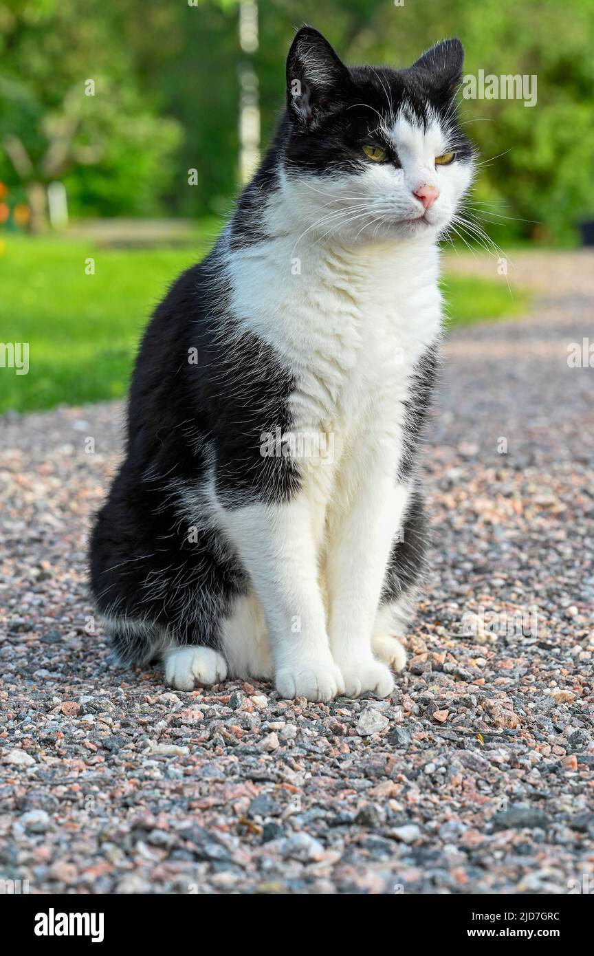 black and white cat in back garden Stock Photo - Alamy