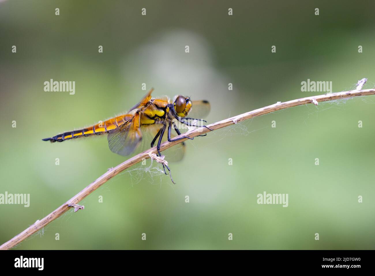 Four spotted chaser dragonfly [ Libellula quadrimaculata ] on twig/stem Stock Photo