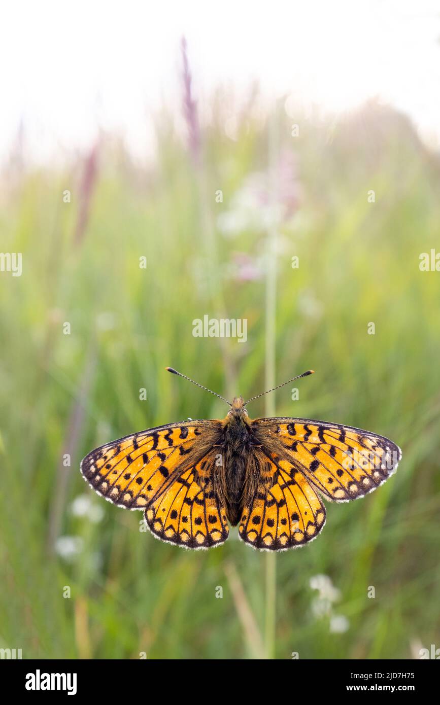 Pearl bordered fritillary butterfly  [ Boloria euphrosyne ] resting on grass stem Stock Photo