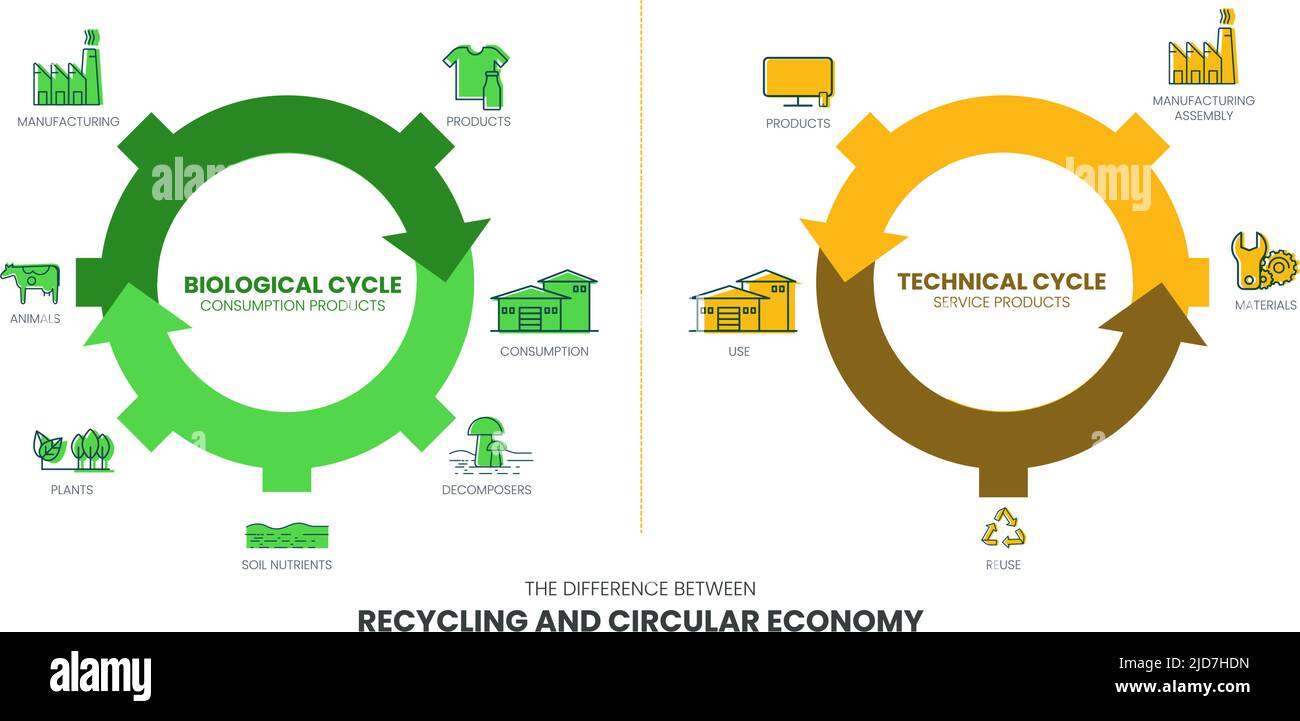 The vector infographic diagram of the difference between the circular economy and recycling has the biological cycle in consumption production and The Stock Vector