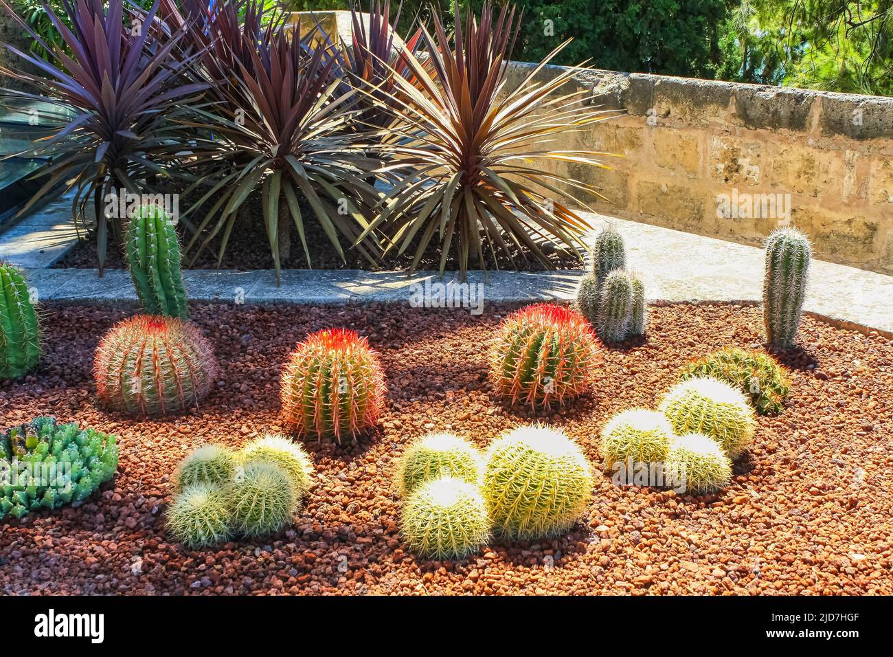 Cactus garden of various types and colors in a desert environment. Stock Photo