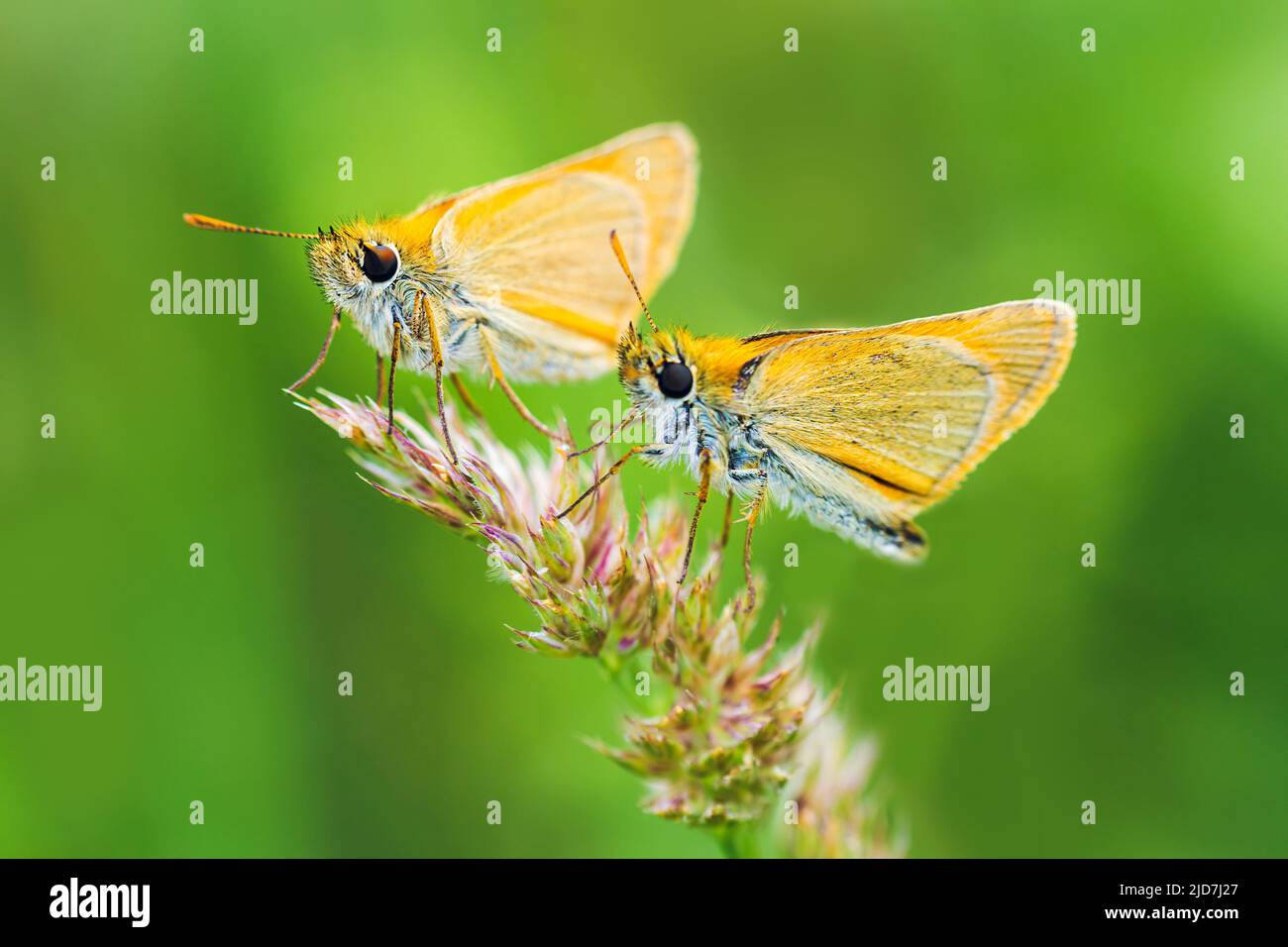 Two large skipper, ochlodes sylvanus butterfly sitting on grass stem. Animal nature bacgkround Stock Photo