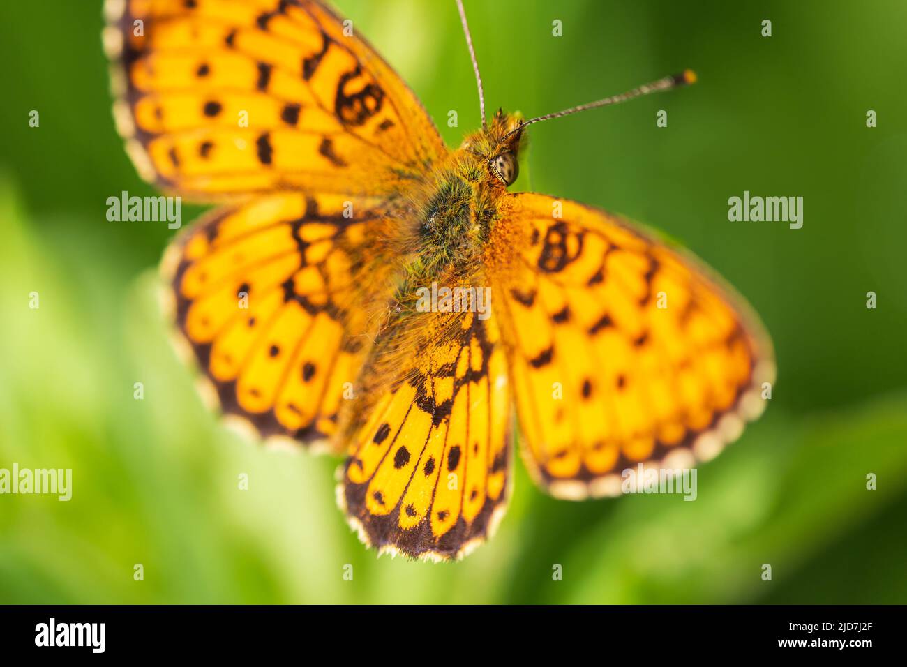 Dark green fritillary, argynnis aglaja butterfly insect sitting on grass stem. Animal background Stock Photo
