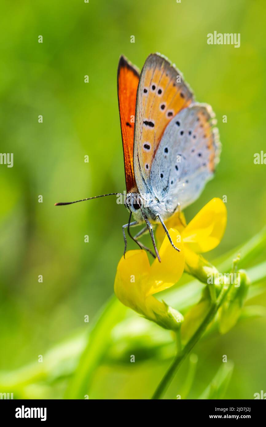 Large copper, lycaena dispar insect butterfly sitting on blossom from side. Animal background Stock Photo