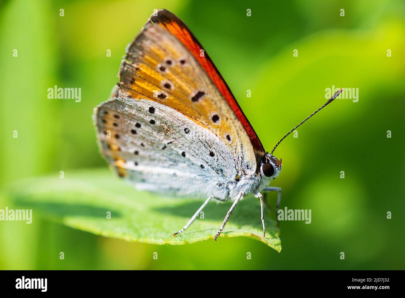 Large copper, lycaena dispar insect butterfly sitting on leaf from side. Animal background Stock Photo