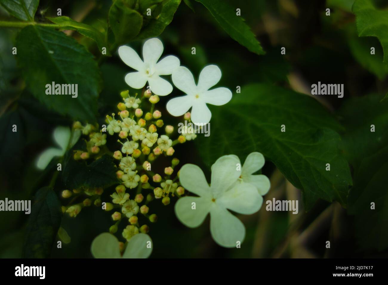 numerous star like white flowers and buds in a circle with a natural green background Stock Photo