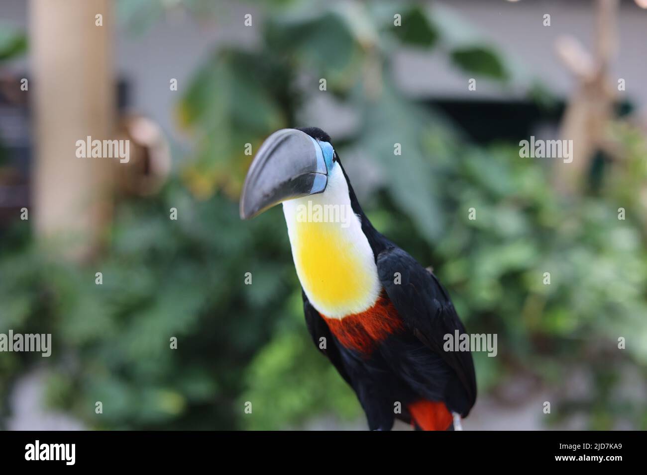 Channel-billed Toucan on a blurred background, high-quality zoom photograph Stock Photo